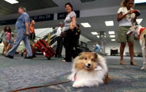 sfl-travelers-dogs-airport-20130823-004