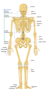 Human_skeleton_back_en.svg