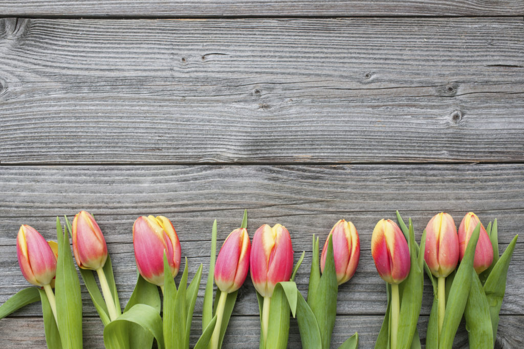 fresh tulips arranged on old wooden backgroun