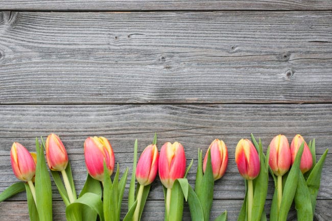 fresh tulips arranged on old wooden backgroun