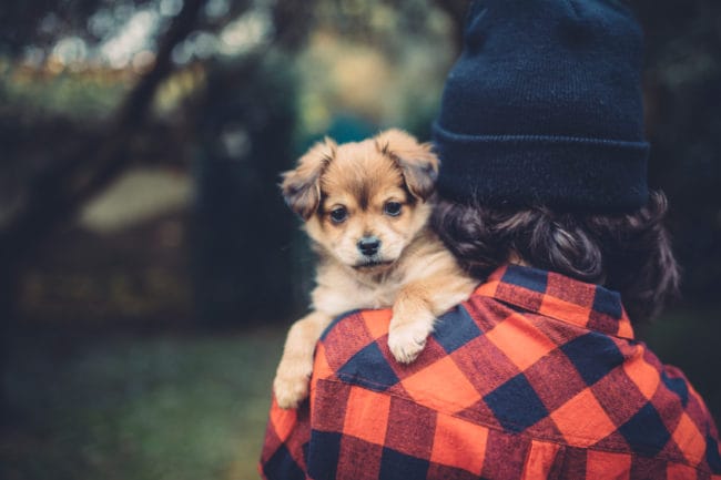 puppy on the shoulder compassion fatigue