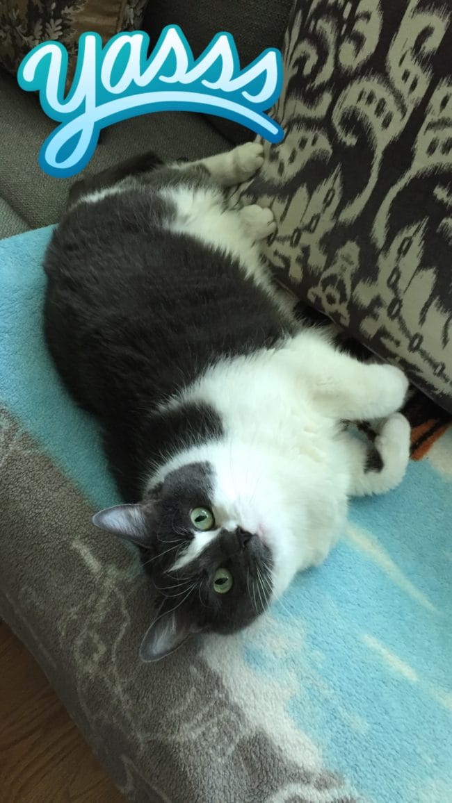 stress dreams stress dreams