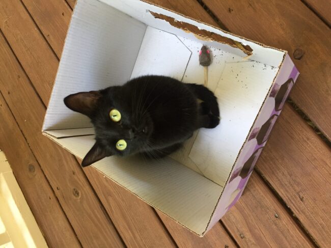 cat litter cat litter