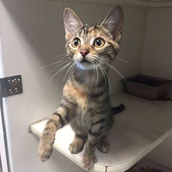 Wake County Gov Pets | Mary Sanderson (154874) Wake County Gov Pets | Mary Sanderson (154874)