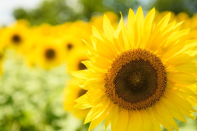 glitchpath glitchpath