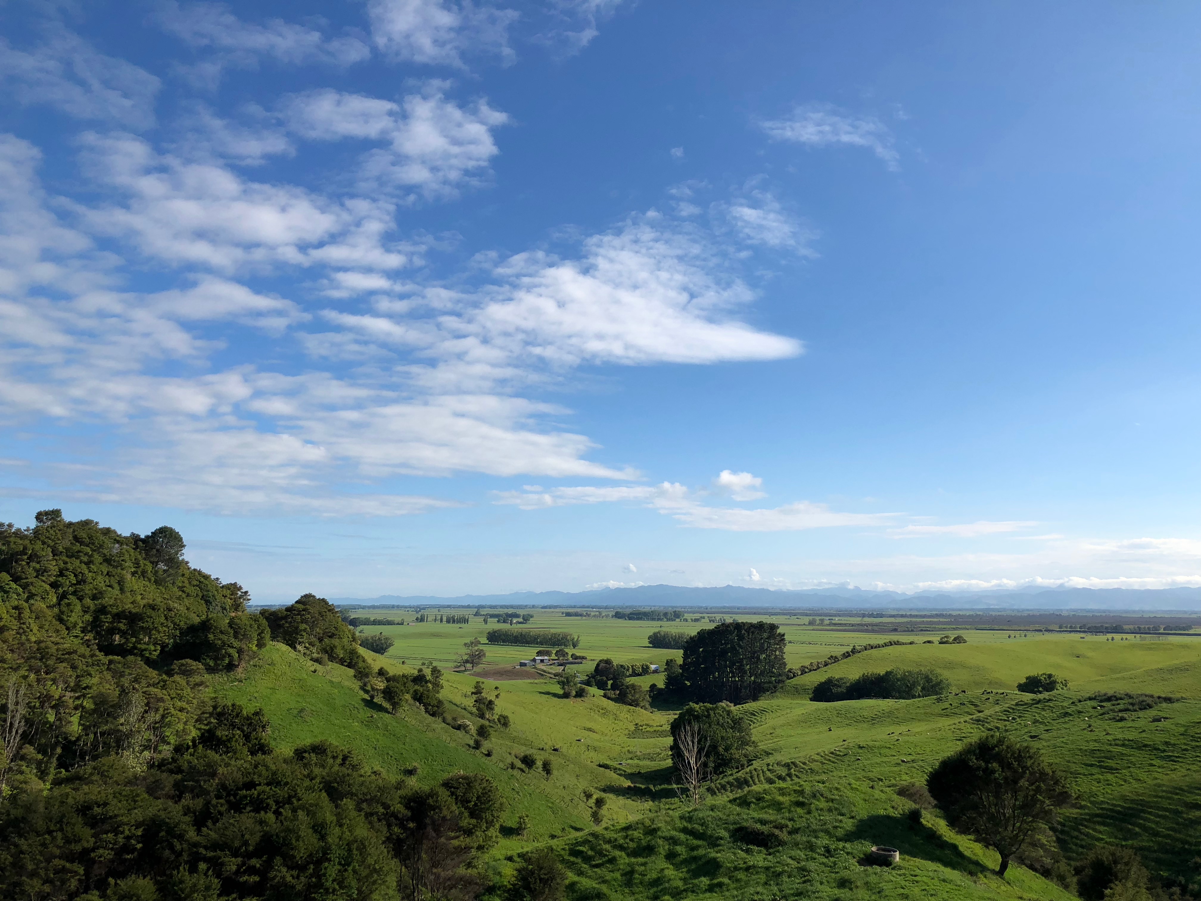 Driving in New Zealand | Laurie Ruettimann | Punk Rock HR Blog