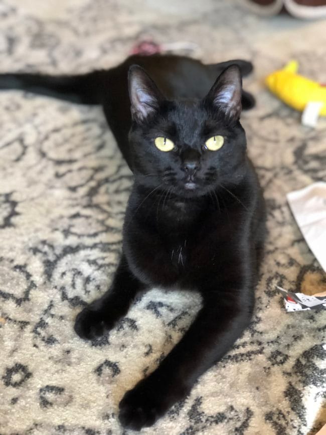 instagram cats