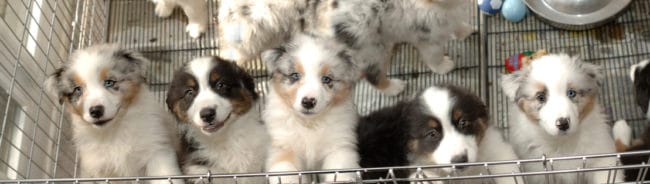 Puppy Line