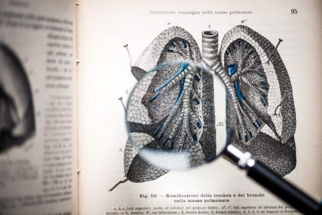 Magnifying glass on antique anatomy book: Trachea, bronchi and lungs