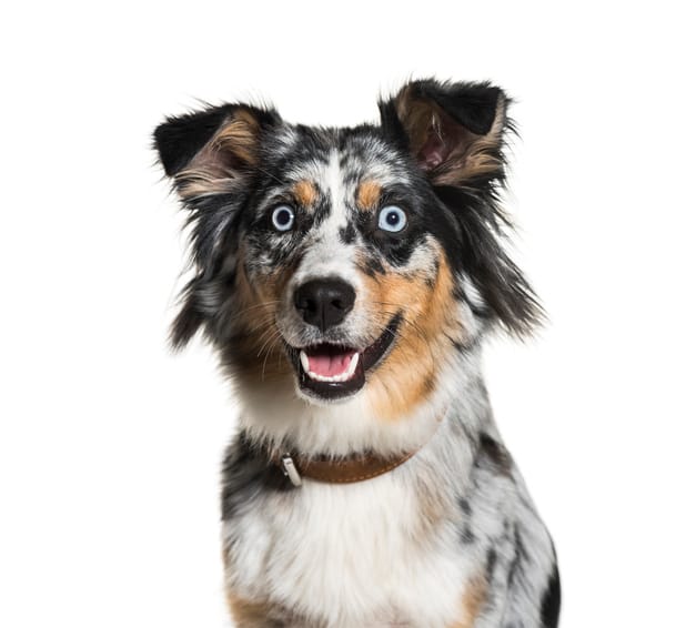 Australian Shepherd, 1 year old, in front of white background