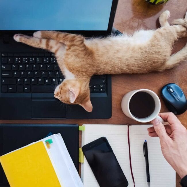 Don’t-Trust-People-Who-Don’t-Love-Animals don't trust people who don't love animals