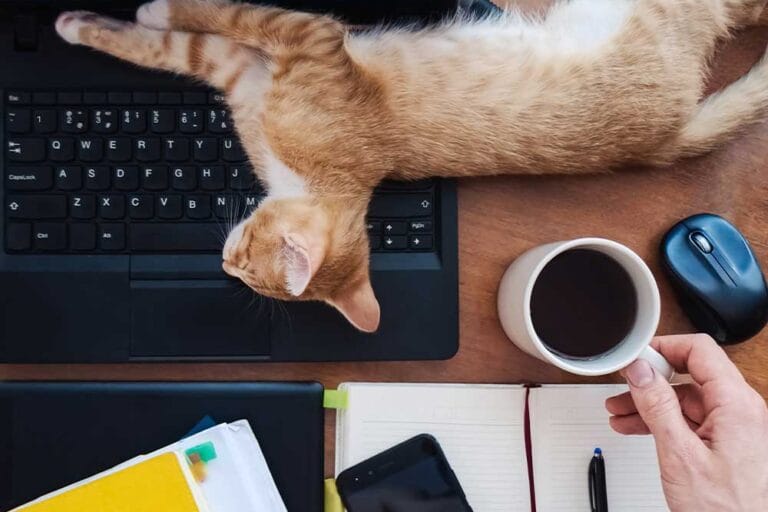 don't trust people who don't love animals