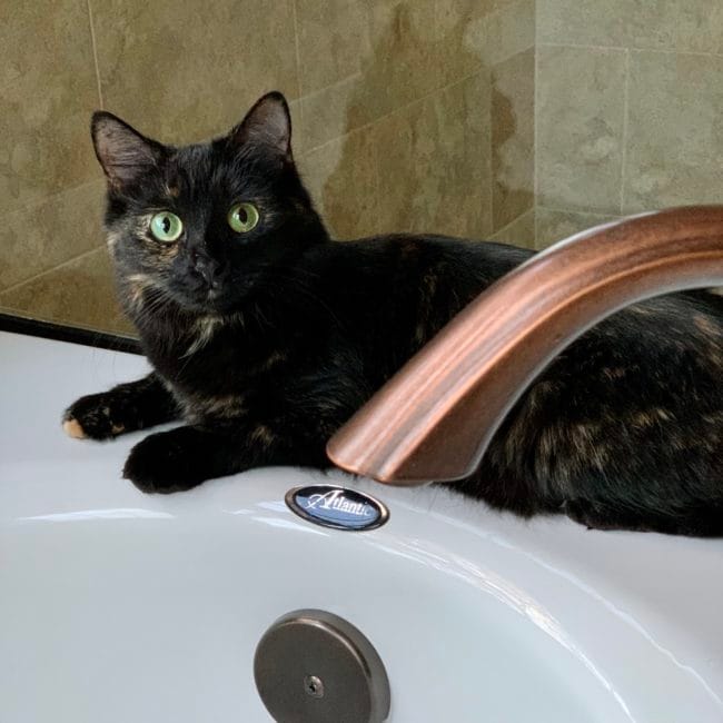 spicytubs medium hair tortie cat named spicy